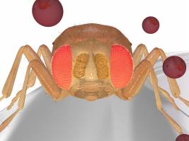 Transistor in der Fliegen-Antenne