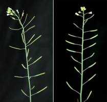 Zellulose auf der schiefen Bahn