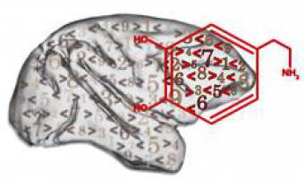 Dopamin hilft auch beim Rechnen auf die Sprünge