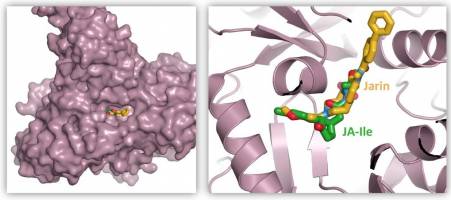 Forscher blockieren Pflanzenhormon