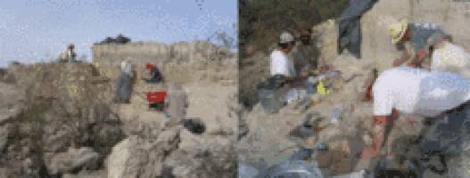 Frühe Nordamerikaner machten Jagd auf elefantenartige Rüsseltiere