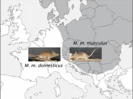 Gene für die Artbildung