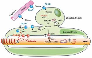 Nervenfasern regulieren ihre Energieversorgung durch Myelin