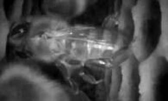 Schlaf, Bienchen, schlaf!