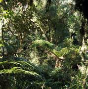 Subtropischer Regenwald in S�dbrasilien: Stickstoff brauchen alle Pflanzen. Foto