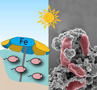 Sonnenschutz f�r eisenoxidierende Bakterien: Diese winzig kleinen Organismen bau