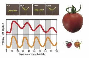 Domestizierung der Tomate verlangsamt innere Uhr