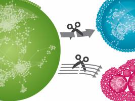 Ein soziales Netzwerk der menschlichen Proteine