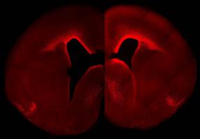 Forscher machen Nerven-Stammzellen der Maus primaten-�hnlich