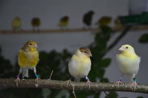 Gesangslernen im Zeitraffer