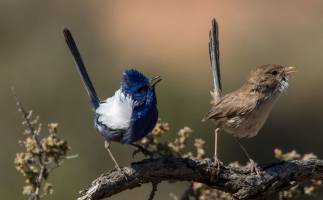 Glamour f�rbt nicht ab