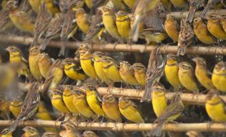 Global collapse in huge songbird population