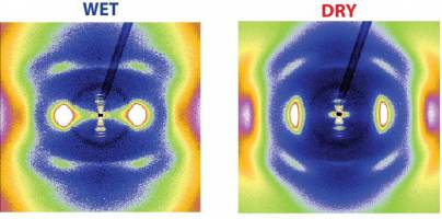 Kollagen: Ein Protein sorgt f�r Spannung