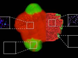 Kooperierende Bakterien isolieren Egoisten