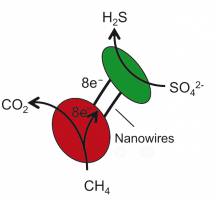 Nano-Stromnetze zwischen Bakterien