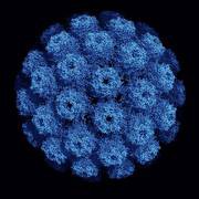 Das JC Polyomavirus kann bei immungeschw�chten Menschen eine t�dliche Gehirninfe