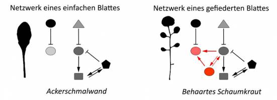 Neue Erkenntnis zur Vielfalt der Blattform
