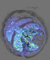 Regenwürmer schützen sich gegen schädliche Pflanzenstoffe