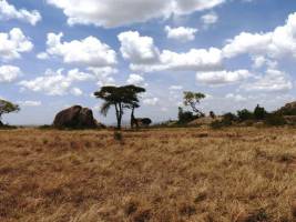 Savannen bringen die Kohlenstoffbilanz ins Schwanken