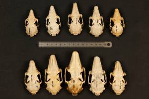 Small Differences, Big Effect