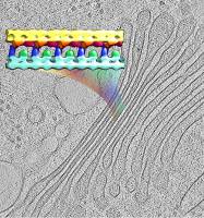 Verbindungsproteine halten Golgi-Apparat zusammen