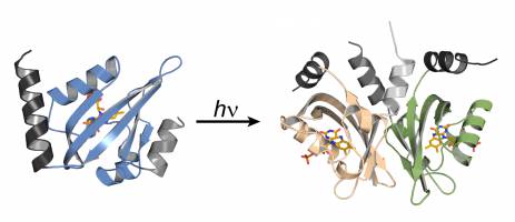 Algenprotein bringt Licht ins Dunkel