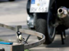 Auf dem Land sind Kohlmeisen fitter