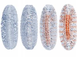 AutoPilot: Das selbstfahrende Mikroskop