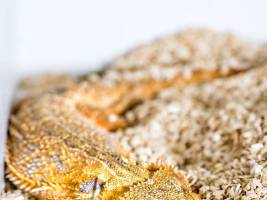 Bartagamen im Tiefschlaf