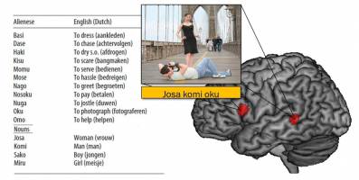 Dem Gehirn beim Sprachenlernen zugeschaut