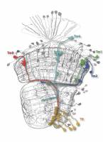 Diese Zellen sagen, wo's lang geht