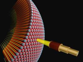 Fliege: Modelle zur Bewegungserkennung