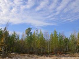 Florierende Vegetation verst�rkt Kohlendioxid-Schwankungen