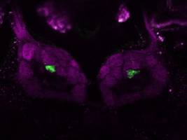 Glomeruli im Riechhirn besitzen einzigartige Struktur