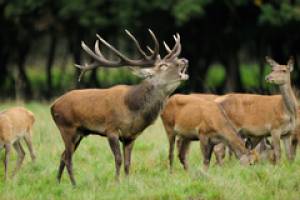 Größe der Keimzellen erklärt klassische Geschlechterrollen im Tierreich