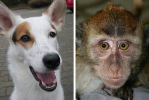 Hunde und Affen besitzen Molekül für Magnetfeld-Wahrnehmung im Auge