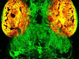 Hunger verschiebt Sinneswahrnehmungen im Fischgehirn