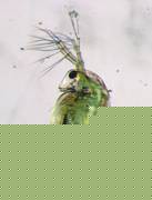 Wasserfloh mit im Darm angesammelten Mikroplas-tikteilchen (wei�lich). Foto: Sas