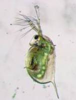 Im Experiment mindern Mikroplastikteilchen die Mobilität von Wasserflöhen stark