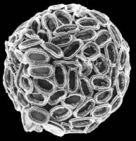 Kalkalgen: Ein Adressschild für Calcium