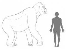 King Kong war unflexibel