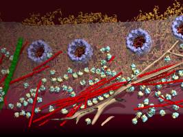 Kryo-Elektronentomografie ermöglicht ungetrübten Blick in die Zelle