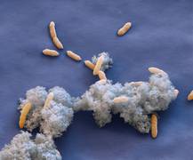 Eisen(III)-redzuierende Bakterien Geobacter sulfurreducens lagern Elektronen auf
