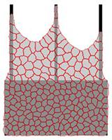 Mit einem mathematischen Modell das Verhalten von Zellen voraussagen