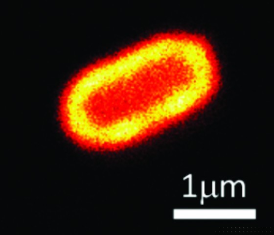 Ein gram-negatives Escherichia-coli-Bakterium unter dem Fluoreszenzmikroskop. Di