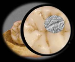 Neandertaler und moderne Menschen setzten auf unterschiedliche Ernährungsstrategien