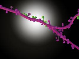 Nervenzellen bündeln ihre Synapsen