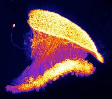 Nervenzellen rechnen mit Hilfe von Erwartungen