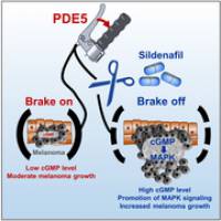 Potenzmittel Sildenafil kann Wachstum von Hauttumoren verstärken