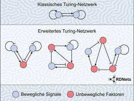 Software hilft Embryonalentwicklung zu entschl�sseln